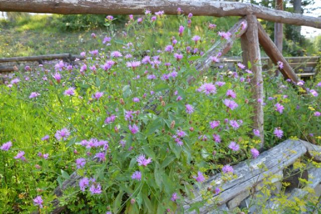 Centaurea nigrescens / Fiordaliso nerastro